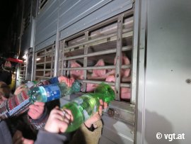 Tiertransport-Aktion 7