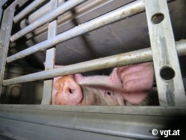 Schwein im Transporter