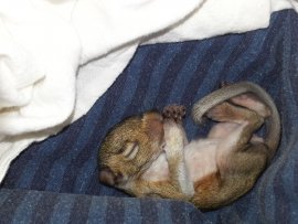Baby Eichhörnchen