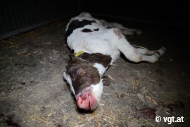 totes Kalb nach der Ankunft in Spanien