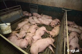 Schweine auf Vollspaltenboden