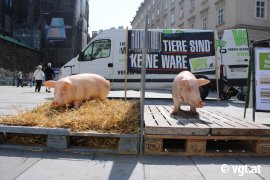 Aktion gegen Vollspaltenböden 2