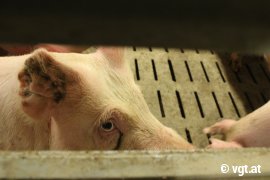 Schweine auf Vollspaltenboden