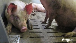 Schweine auf Vollspaltenboden