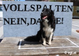 Hund auf Vollspaltenboden