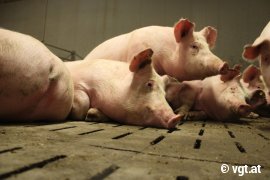 Schweine auf Vollspaltenboden
