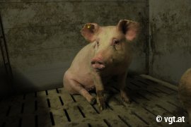 Schweine auf Vollspaltenboden