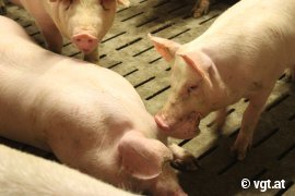 Schwein beißt in Ohr