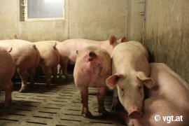 Schwein mit Wunde