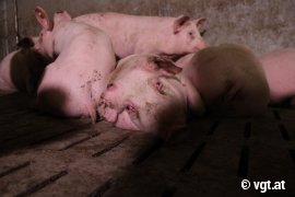 Schwein mit entzündeten Augen