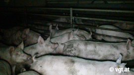 Schweine dicht gedrängt im Dunkeln