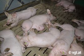 Schweine auf Vollspaltenboden