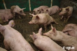 Schweine auf Vollspaltenboden 1