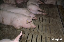 Schweine auf Vollspaltenboden 2