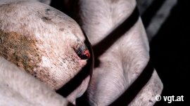 Schwein mit blutigem Schwanzstummel