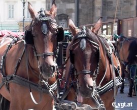 Fiakerpferd heraushängende Zunge
