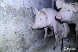 Schweine auf Vollspaltenboden 1