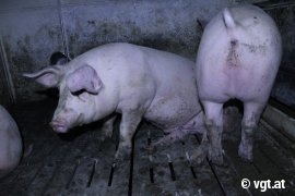 Schweine auf Vollspaltenboden 