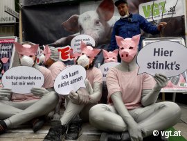 Schweine mit Sprechblasen