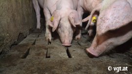 Schweine beschnuppern einen Vollspaltenboden