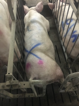 Schwein auf Vollspaltenboden