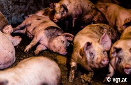 Schweine auf Vollspaltenboden