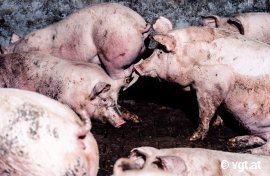 Schweine auf Vollspaltenboden