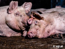 Schweine auf Vollspaltenboden
