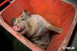 totes Schwein in der Mülltonne