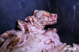 tote Ferkel