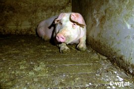 Schwein auf Boden mit viel Kot