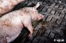 Schweine auf Vollspaltenboden