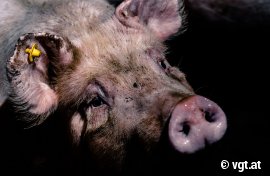 Schweine auf Vollspaltenboden
