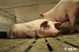 Schweine auf Vollspaltenboden