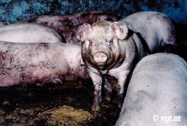 Schwein auf Vollspalten mit Kot