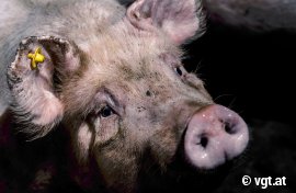 Schweine auf Vollspaltenboden 3
