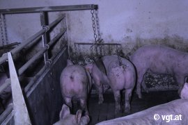 Schweine auf Vollspaltenboden