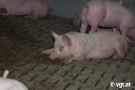 Schweine auf Vollspaltenboden