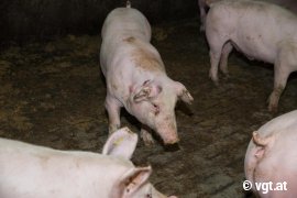 Schwein mit Beulen