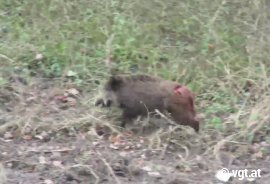 angeschossenes Wildschwein