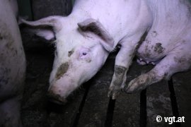 Schweine auf Vollspaltenboden 3