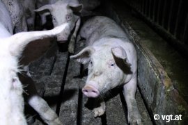 Schweine auf Vollspaltenboden 4