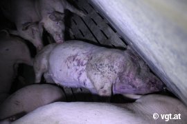 Schweine auf Vollspaltenboden 5