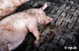 Schwein auf Vollspalten