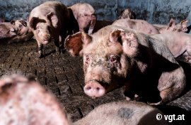 Schweine auf Vollspaltenboden 