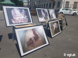Bildergalerie des Grauens 2