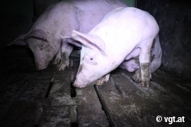 Schweine auf Vollspaltenboden