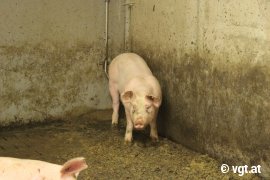 Schweine auf verkotetem Vollspaltenboden