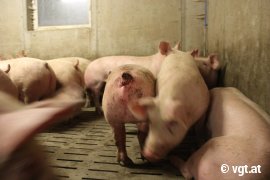 Schwein auf Vollspalten mit abgebissenem Schwanz