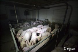 Schweine auf Vollspaltenboden 1